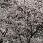 めぐみ桜２